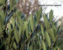 leaves