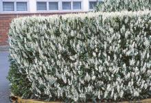plant habit, sheared, flowering