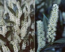 flower clusters and leaves