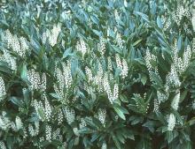 flowering shoots