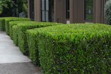 plant habit, sheared