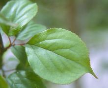 leaves