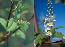 developing and opening flower cluster