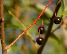 ripe fruit