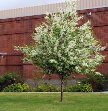 plant habit, spring flowering