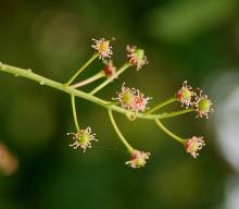 after petal drop, young fruit