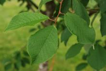 leaves