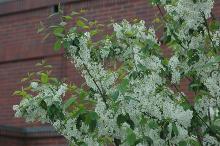 flowering branches