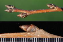 winter twig, buds