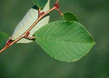 leaves and buds, summer