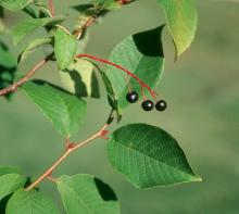leaves and ripe fruit