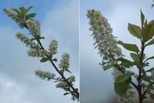 flower clusters