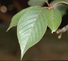 leaves