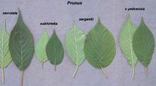 leaves, comparison