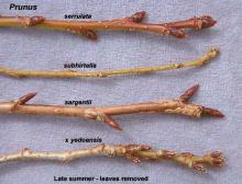 twigs and buds, comparison