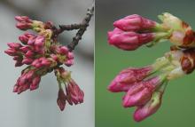 flower buds