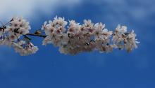 flower clusters