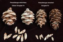 dry cones and seeds, comparison