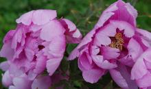 ‘Jin xing xue lang’