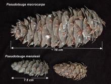 cone, comparison