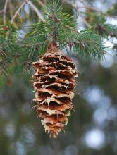 cone