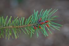 leaves and buds