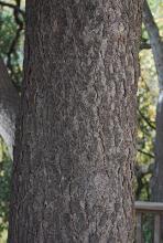 trunk, bark