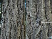 trunk, bark
