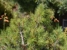 branchlets and needles