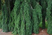 branches, foliage