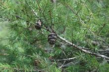 branch and cones