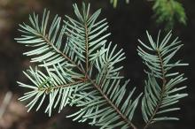 leaves, underside