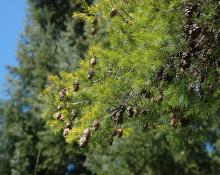 branches with cones