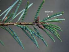 leaves and buds