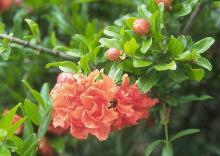 flowers and flower bud