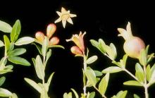 flower buds, flowers, and fruit