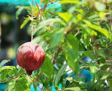 fruit