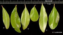 leaves (U = underside)