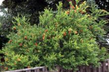 plant habit, flowering
