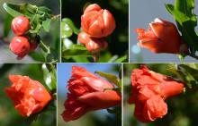 flower opening