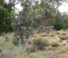 plant habit, flowering