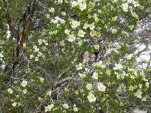 flowering branches