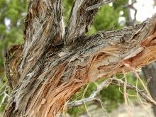 trunk, bark