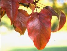 leaves, fall