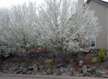 plant habit, flowering