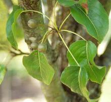 leaves and fruit