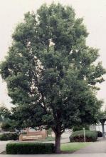 plant habit, summer
