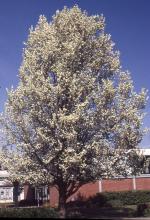plant habit, flowering