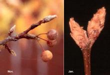 fruit and domant buds