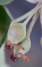 start of fruit growth